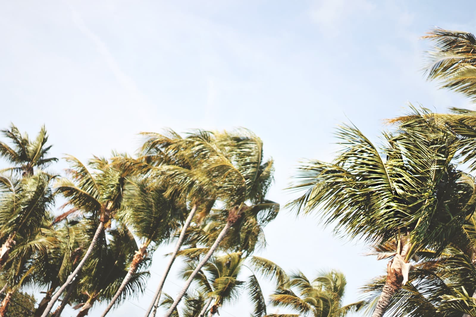 Palm trees bending in strong wind against a bright sky